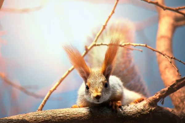 Squirrel — Stock Photo, Image