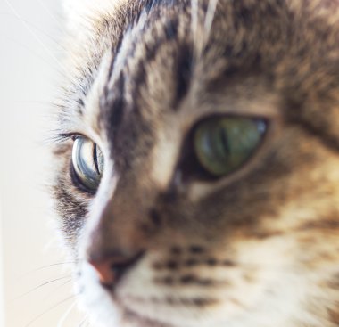 cat çehresini.