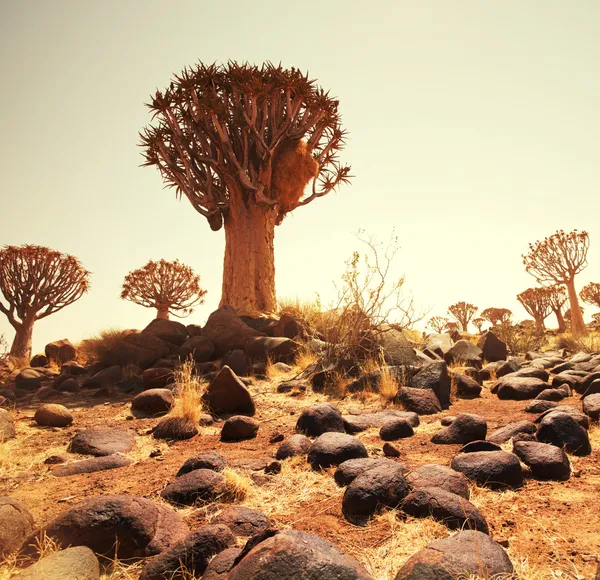 Африканський пейзажі — стокове фото