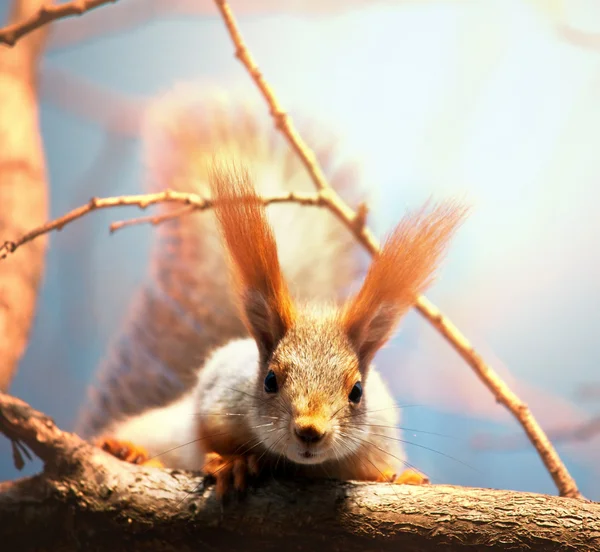 Wiewiórka — Zdjęcie stockowe