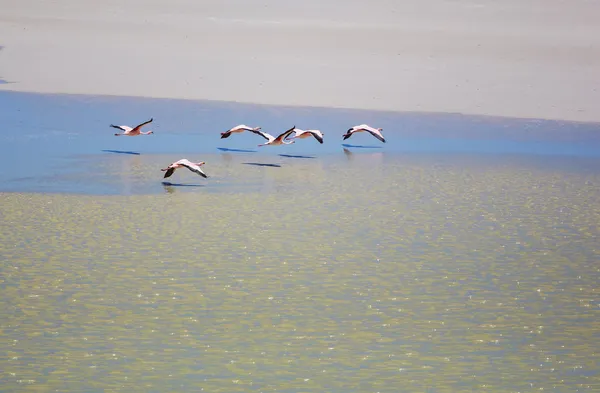 Flamingo — Stock Photo, Image