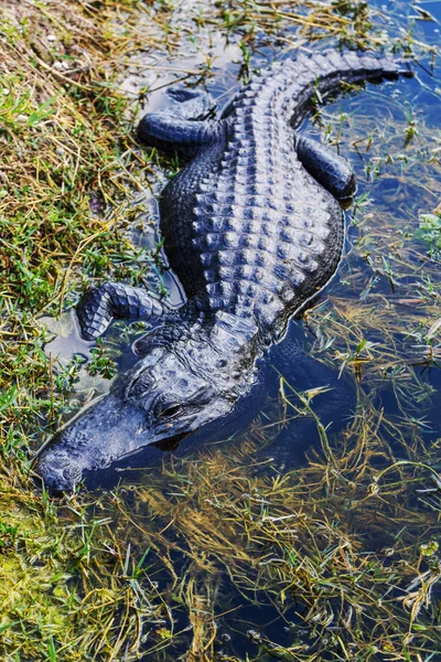 Alligator — Stockfoto