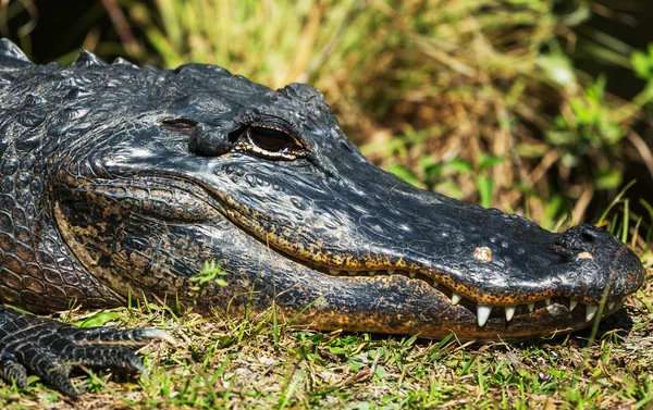 Alligator — Stockfoto