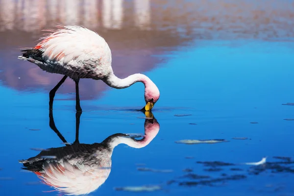 Flamingo — Stock fotografie