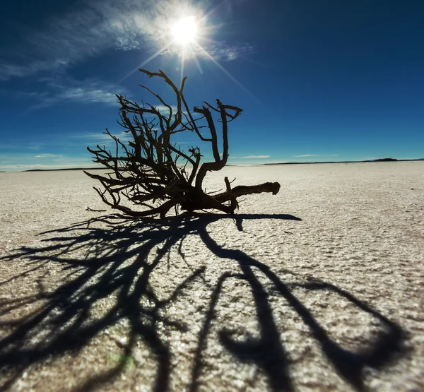 乌尤尼盐湖 salar de — 图库照片