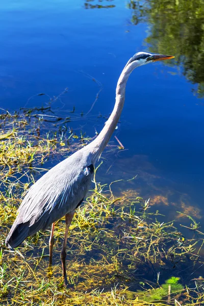 Everglades, balıkçıl — Stok fotoğraf