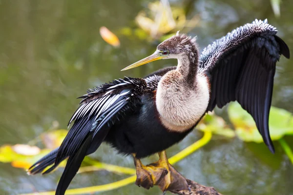 Everglades นก — ภาพถ่ายสต็อก