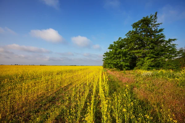 Feld — Stockfoto