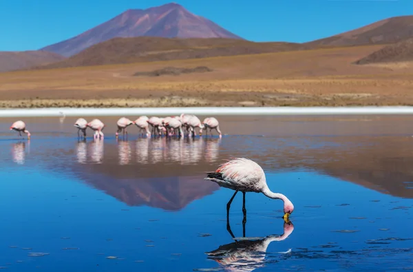 Flamingo — Stockfoto