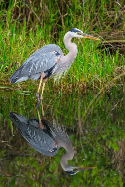 Heron in Everglades clipart