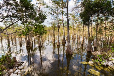 Everglades landscapes clipart