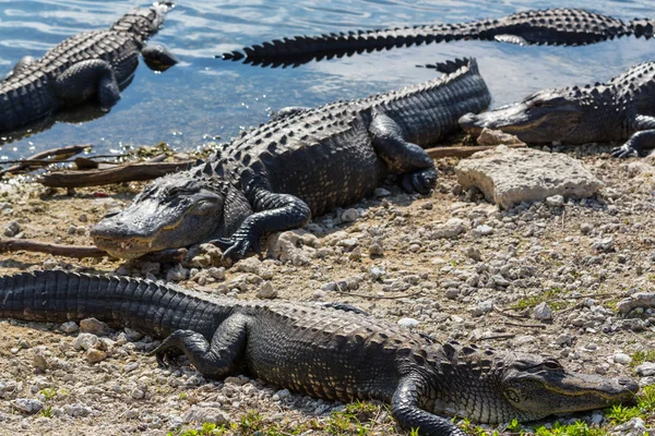 Alligator — Stockfoto