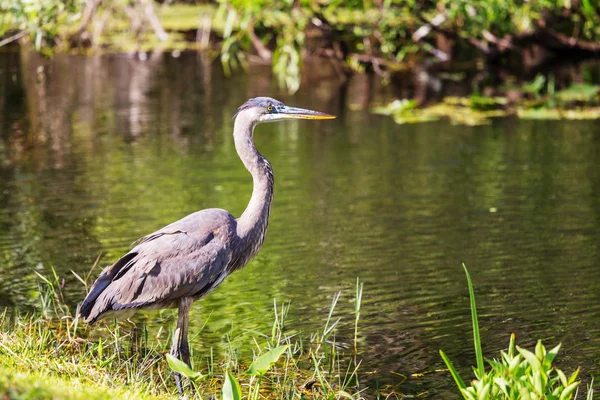 Heron in Everglades — Stockfoto