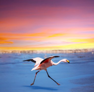 Flamingo