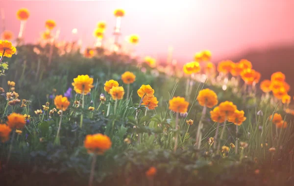 Mountains meadow