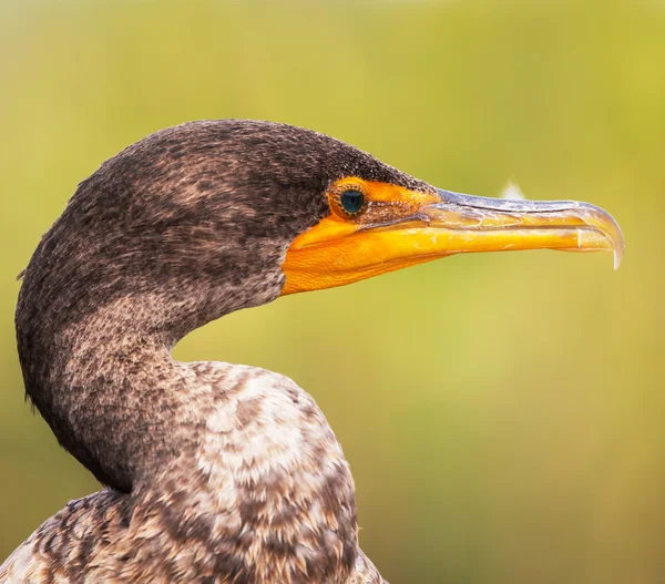 Cormorán — Foto de Stock