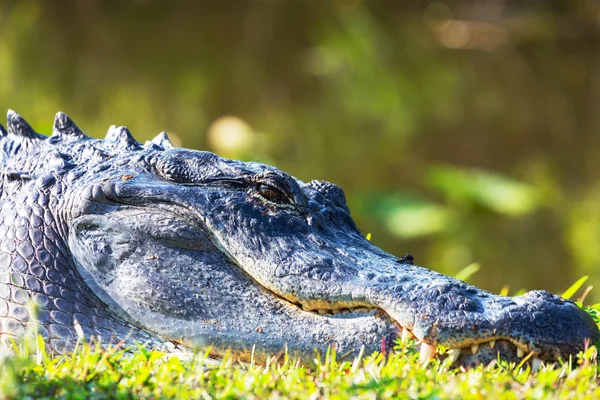 Alligator — Stockfoto
