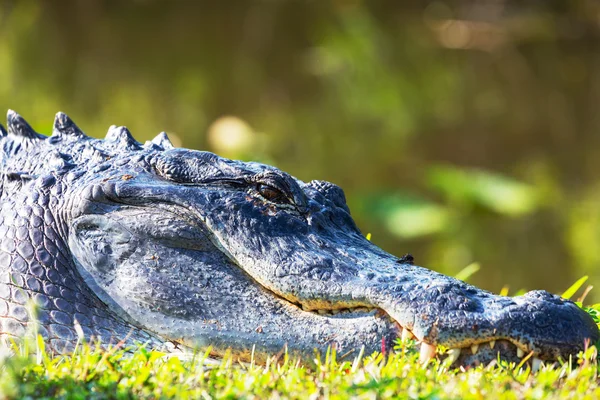 Alligator — Stock Photo, Image