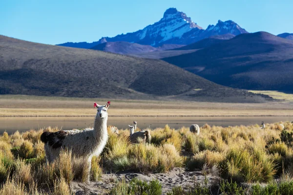 Βουνά στη Βολιβία — Φωτογραφία Αρχείου
