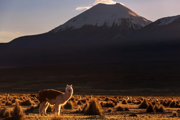 Montagnes en la Bolivie — Photo