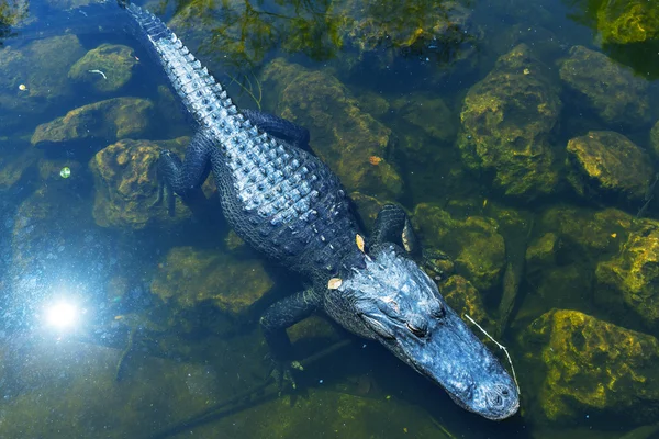 Aligátor — Fotografia de Stock