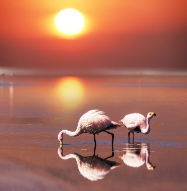 Flamingo