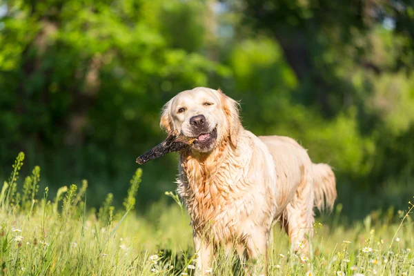 Retriver — Stock Photo, Image