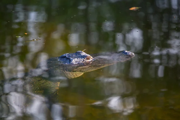 Alligatore — Foto Stock