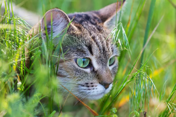 Gatto in erba — Foto Stock