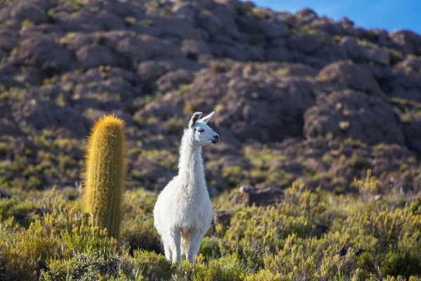 Lama in Bolivien — Stockfoto
