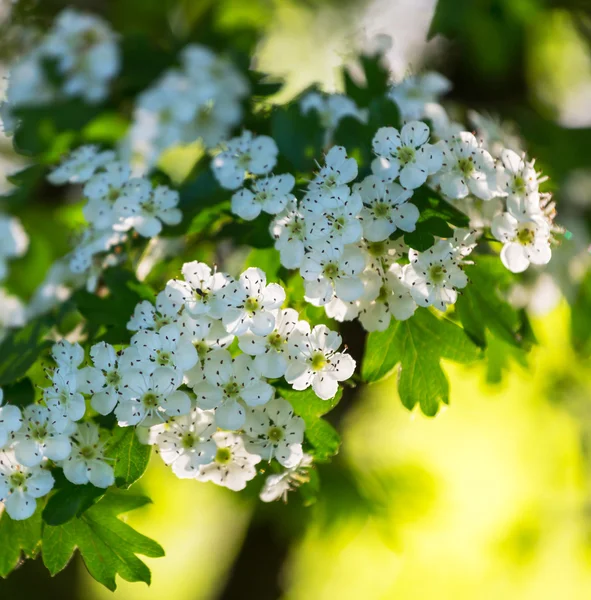 Cerezo de flor —  Fotos de Stock