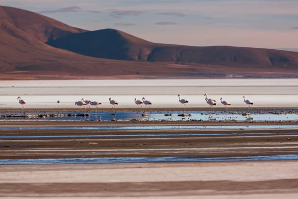 Flamingo — Stock Photo, Image