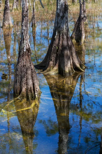 Everglades landscapes — Stock Photo, Image