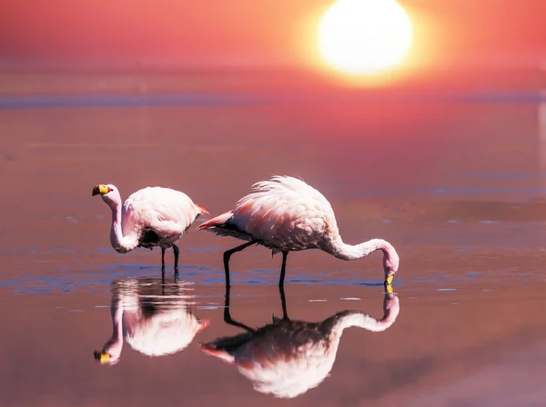 Flamingo — Stockfoto