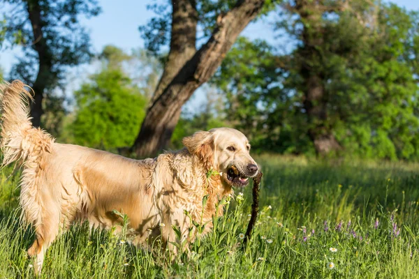 Retriver — Stock Photo, Image