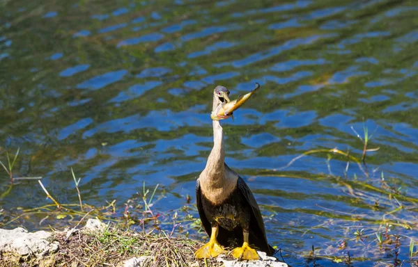 Pájaro en Everglades —  Fotos de Stock