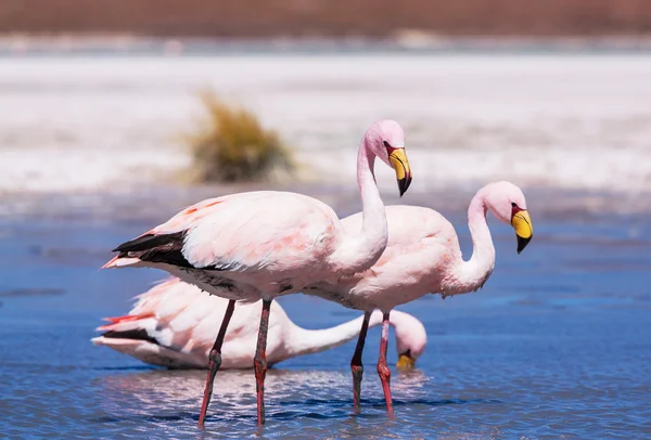 Flamingo — Stok fotoğraf