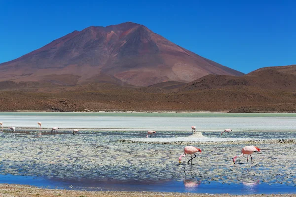 Flamingo — Foto de Stock