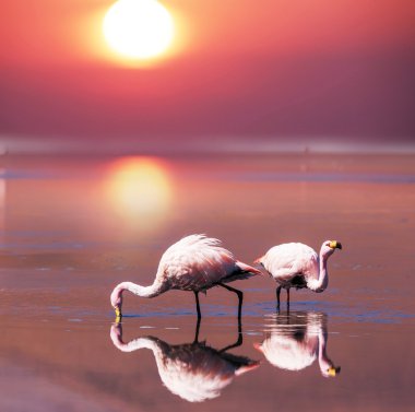 Flamingo