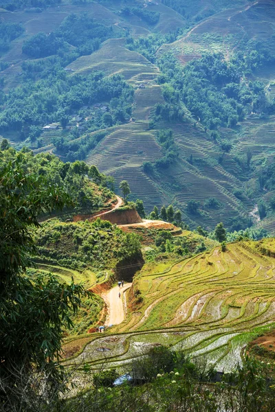 Fält i vietnam — Stockfoto