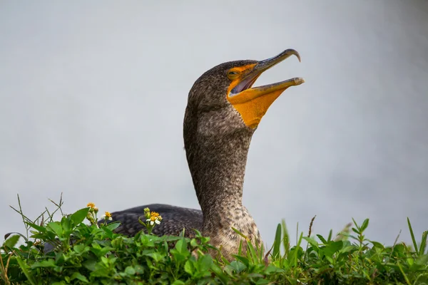 Kormoran — Zdjęcie stockowe