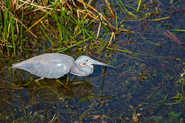 Heron in Everglades — Stock Photo, Image