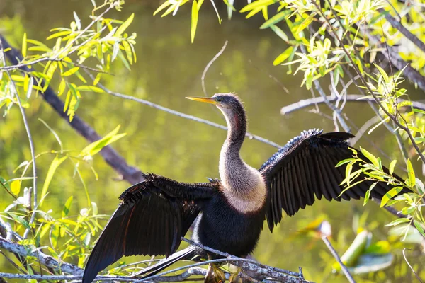 Vogel in Waldlichtungen — Stockfoto