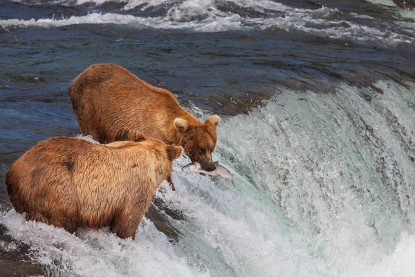 Urso no Alasca — Fotografia de Stock