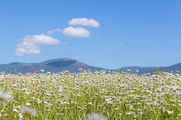 Chamomiles — Stok fotoğraf