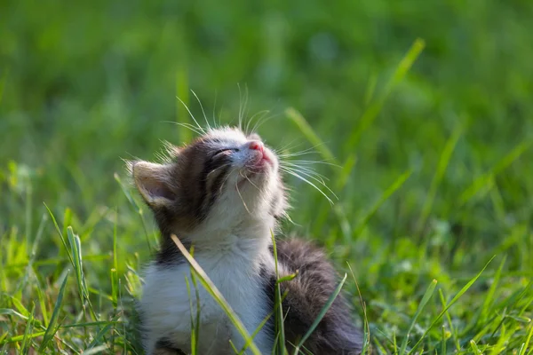 Kattunge — Stockfoto