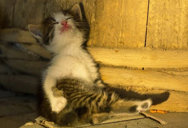 Gatinho — Fotografia de Stock