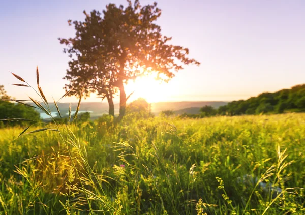 Pradera de verano — Foto de Stock