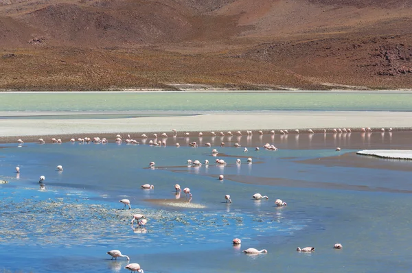 Flamingo — Foto de Stock