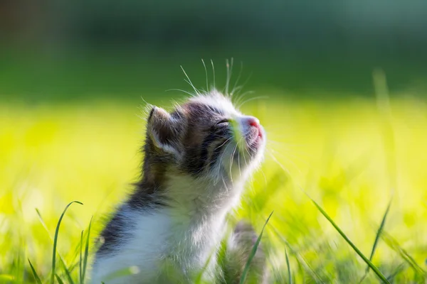 Kitten — Stock Photo, Image